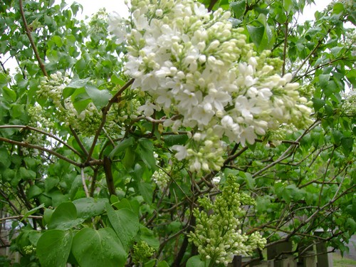 lilas2