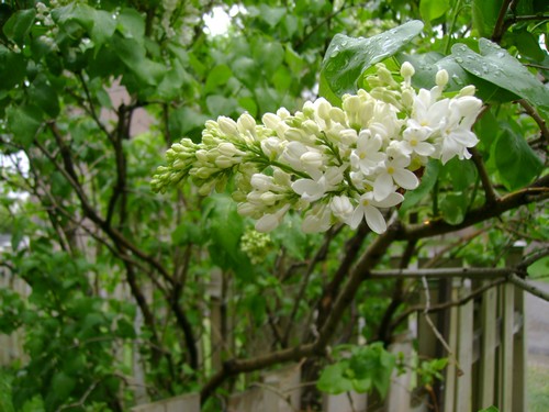 lilas4