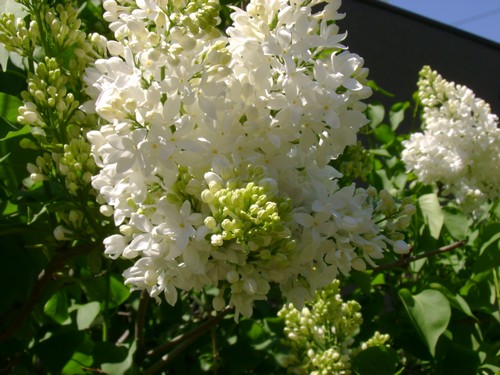 lilas 6