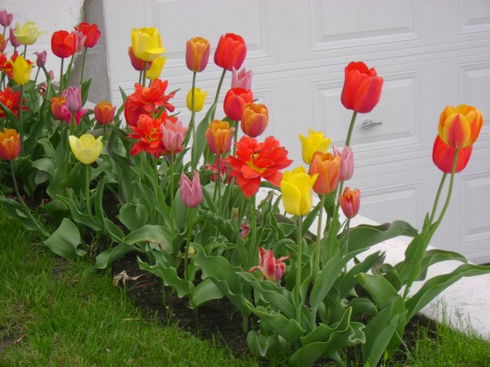 tulipes1