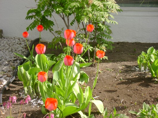 tulipes2