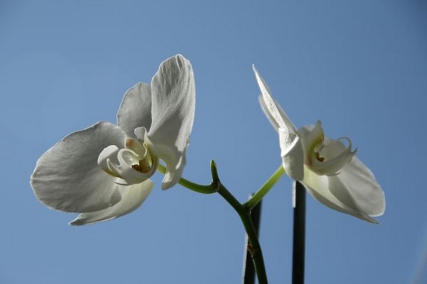 lali-lesourire-des-orchidees.jpg
