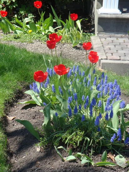 photo-368_tulipes.jpg