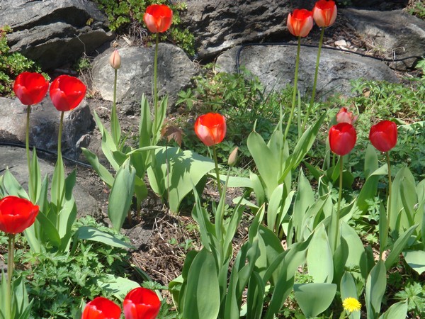 photo-404_tulipes.jpg