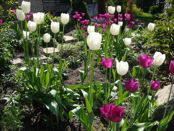 photo-096_tulipes.jpg