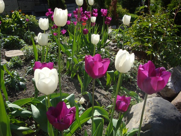 photo-097_tulipes.jpg