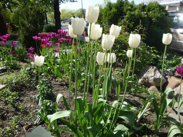 photo-099_tulipes.jpg