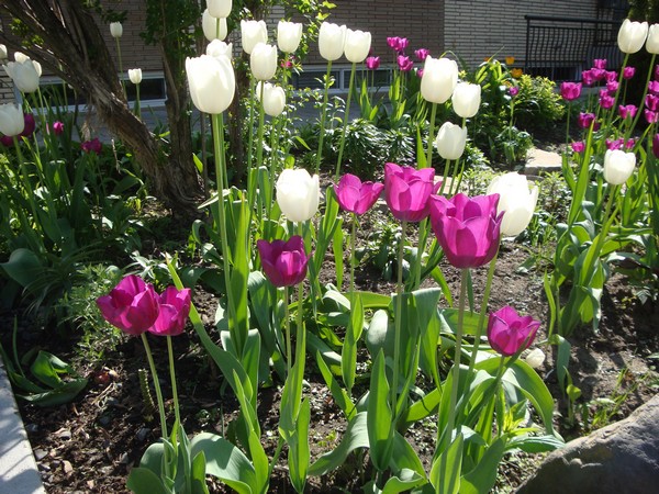photo-102_tulipes.jpg