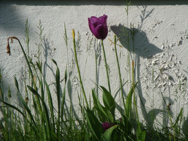 photo-160_tulipe.jpg