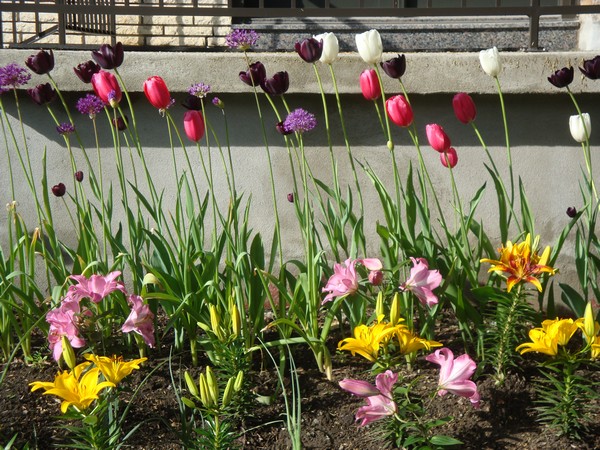 photo-163_tulipes.jpg