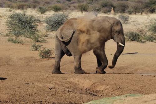 Éléphant prenant un bain de sable, Namibie - photo de Wildebulhiktril
