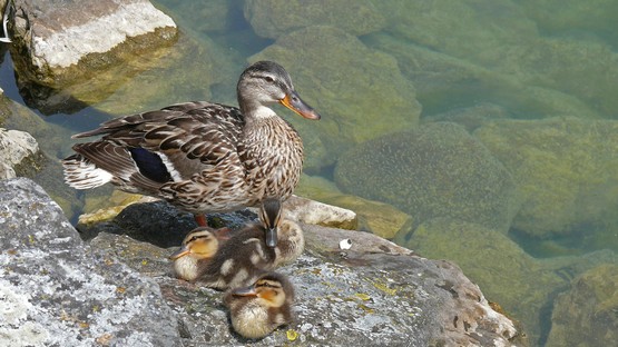 canards 2