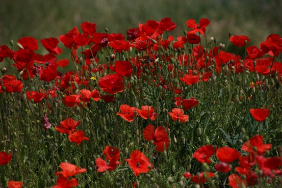 coquelicots_portugal