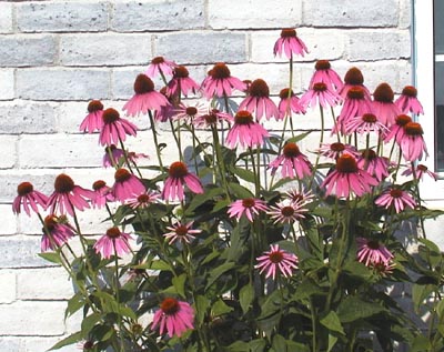 echinacees