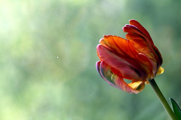 lali-phot-img_0094.jpg