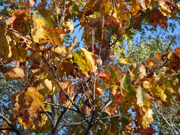 photo-187b.jpg