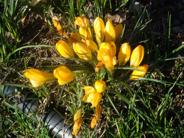 photo-228_crocus_jaunes.jpg