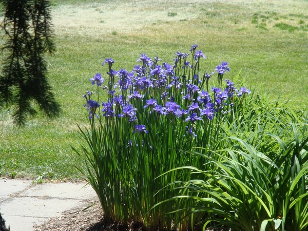 photo-096_iris.jpg