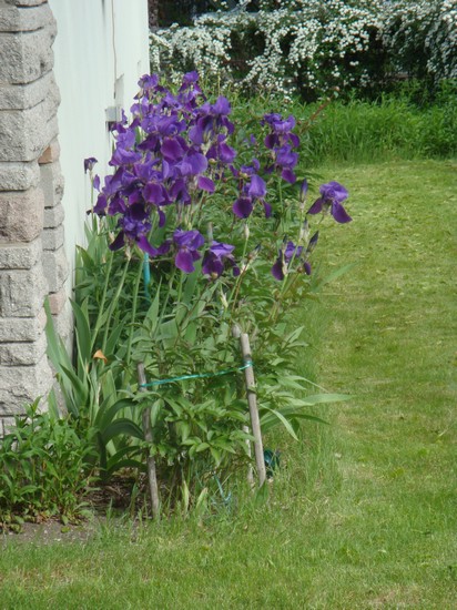 photo-107_iris.jpg