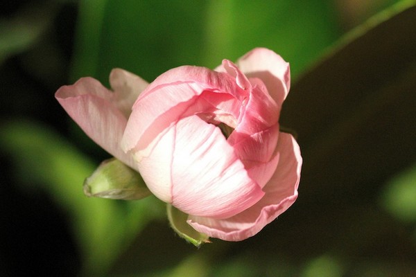 0800 IMG_0033 copie 2